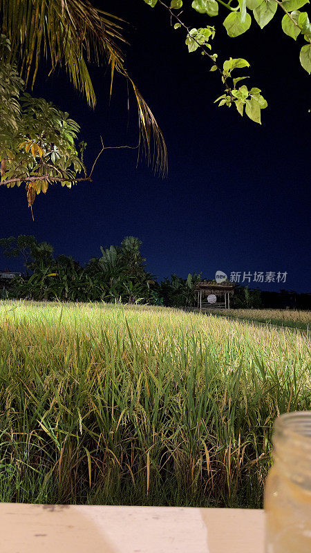 水漾巴厘岛的稻田景观