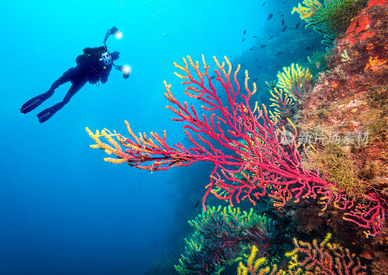 水下潜水摄影师背后的五彩斑斓的柳珊瑚礁海洋生物在布拉瓦海岸，西班牙