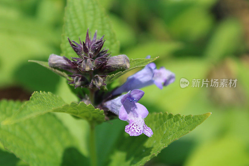 苗圃温室里的八角牛膝草——春夏季节