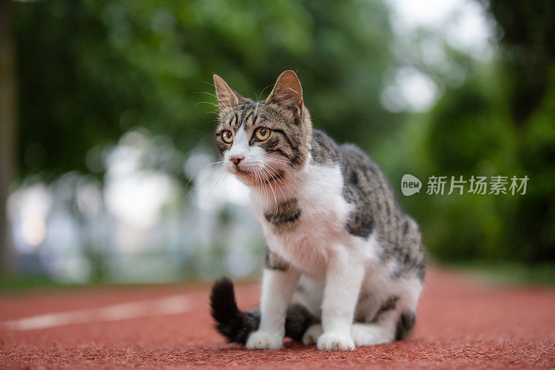 虎斑流浪猫。