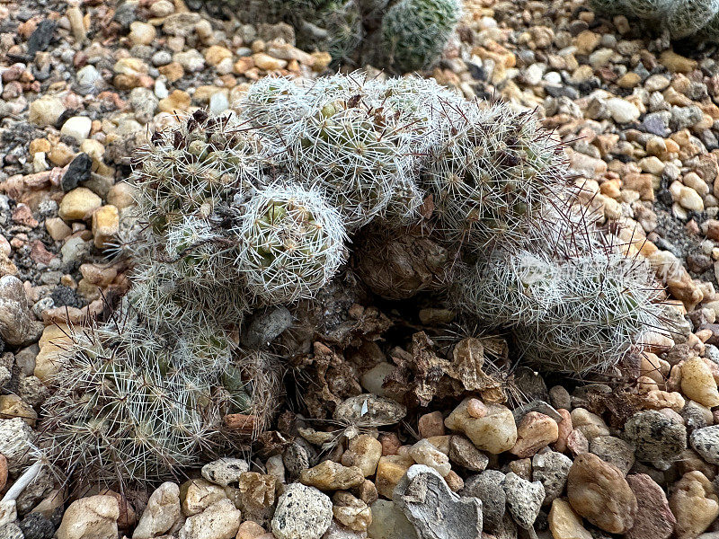 在砾石仙人掌花园床上，一群浇水过多的多刺仙人掌的特写图像，根部腐烂，重点放在前景上