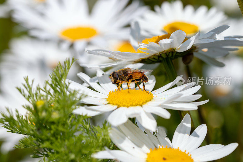 蜜蜂在沾满花粉的雏菊上