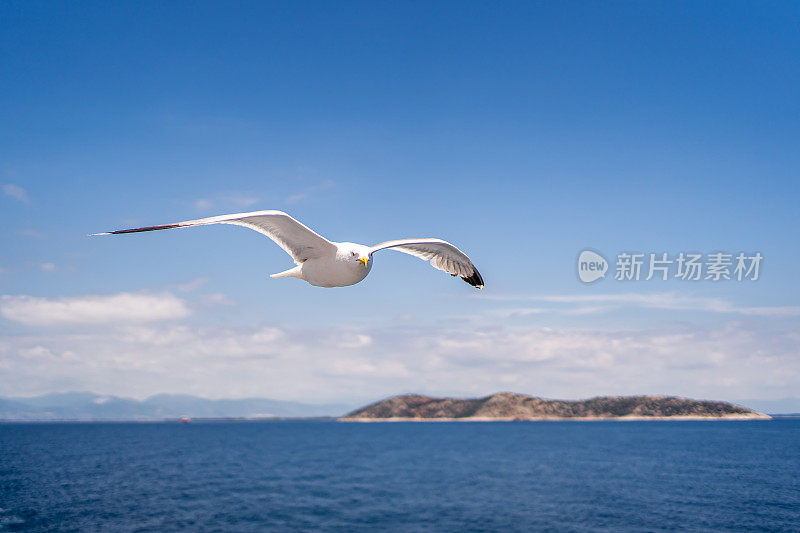 海鸥在爱琴海上空飞翔