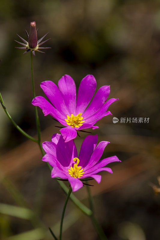 近距离拍摄两朵阳光照射下的粉色沙巴莲花，画面上方另一朵已经结籽