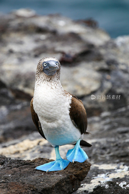 厄瓜多尔Galápagos群岛上的蓝脚鲣鸟