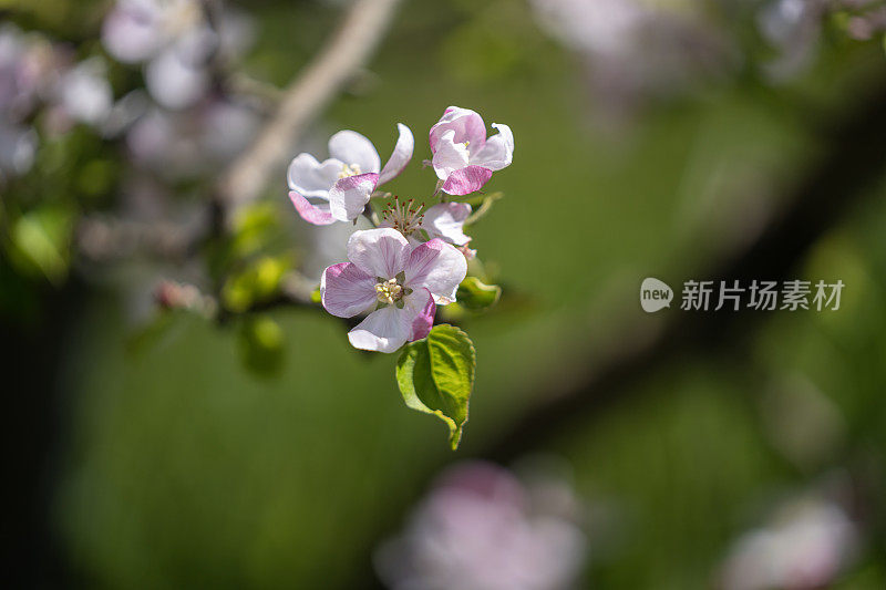 苹果树枝上开着白色的花果