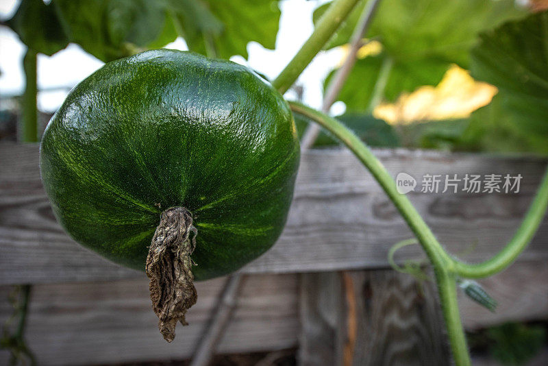 绿色南瓜生长在木制花园围栏，特写