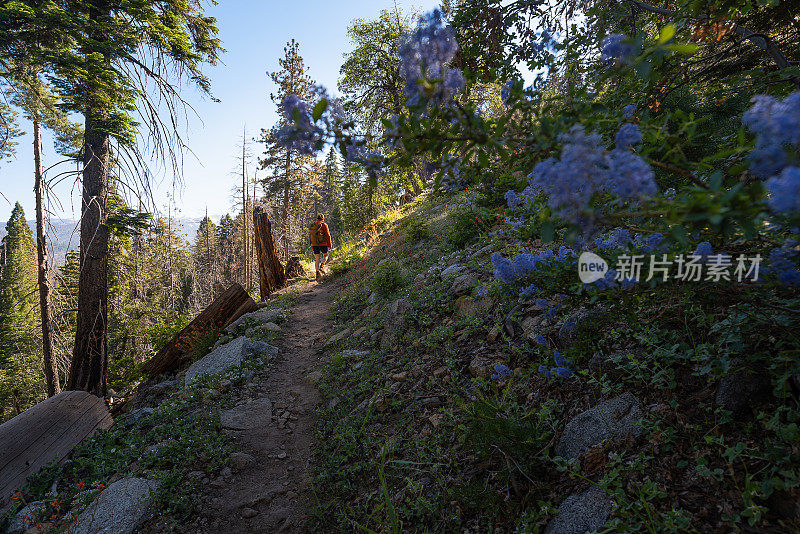加州红杉国家公园里，一名年轻女子被巨大的红杉树包围着