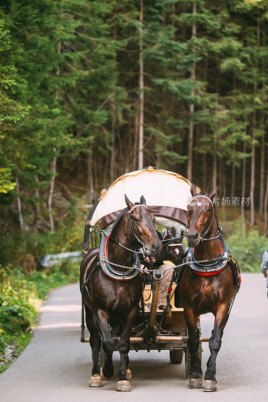 塔特拉国家公园，波兰。一名身穿波兰传统民族服装的男子骑着由一对马套着的马车沿着山路行进
