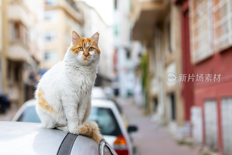 姜黄色的流浪猫坐在车上。