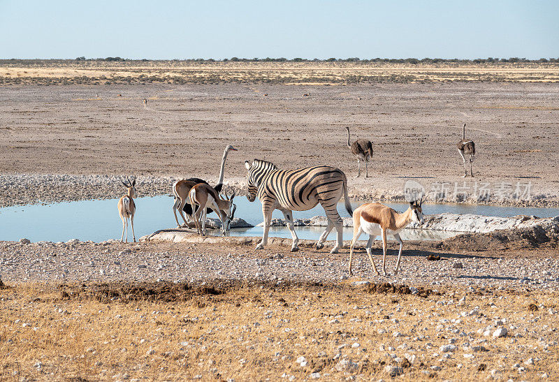 纳米比亚埃托沙国家公园库内内地区的Nebrownii水坑