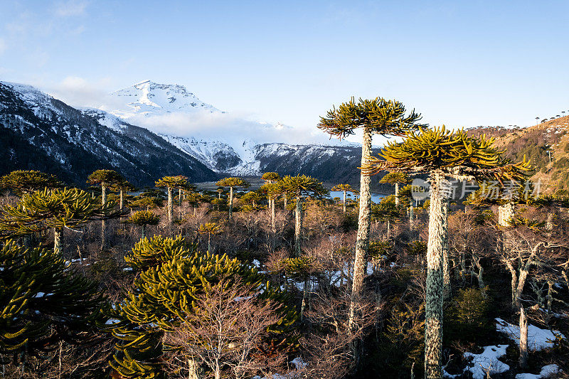 巴塔哥尼亚火山景观