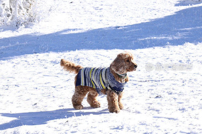 雪中的英国可卡犬