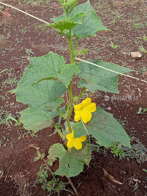 种植苦瓜类蔬菜