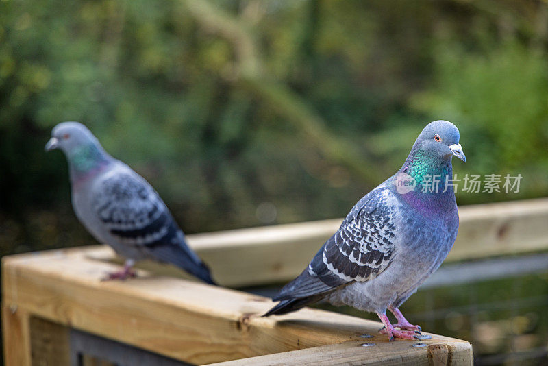 两只鸽子，Columba，在公园的栅栏上