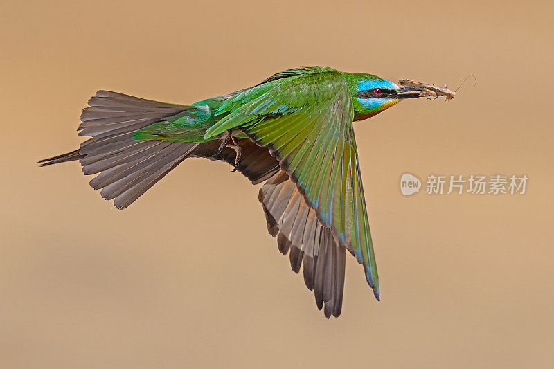 蓝颊食蜂鸟为巢带来食物。