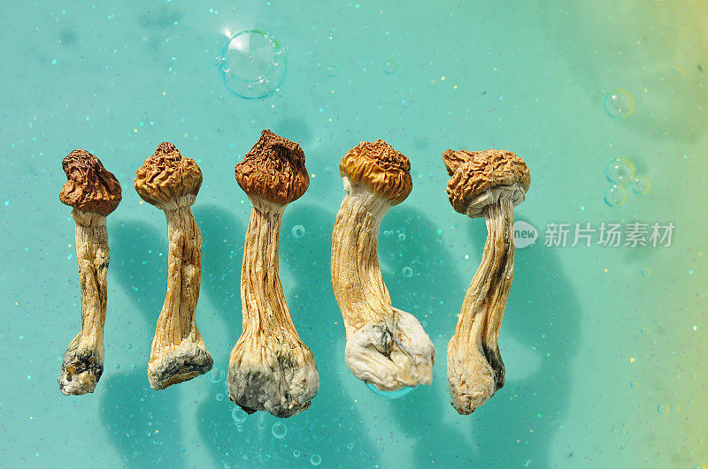 蓝色背景的裸盖菇素蘑菇。迷幻魔法之旅，宇宙意识。干燥的裸盖菇金老师排，分离，平铺。Micro-dosing概念。