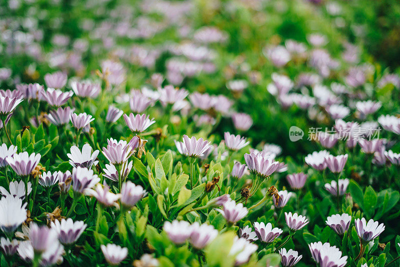 白色和紫色的雏菊花在盛开