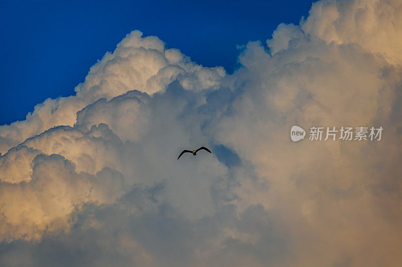 灰鸟鸟群在蓝天白云的背景下飞来飞去。