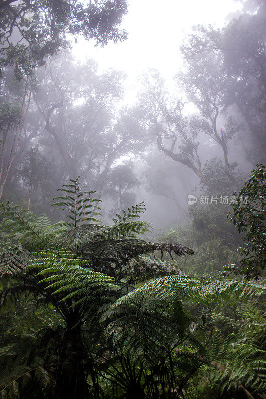 笼罩在薄雾中的非洲山地热带雨林的怪异景观