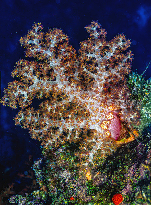 南太平洋的珊瑚礁，软珊瑚