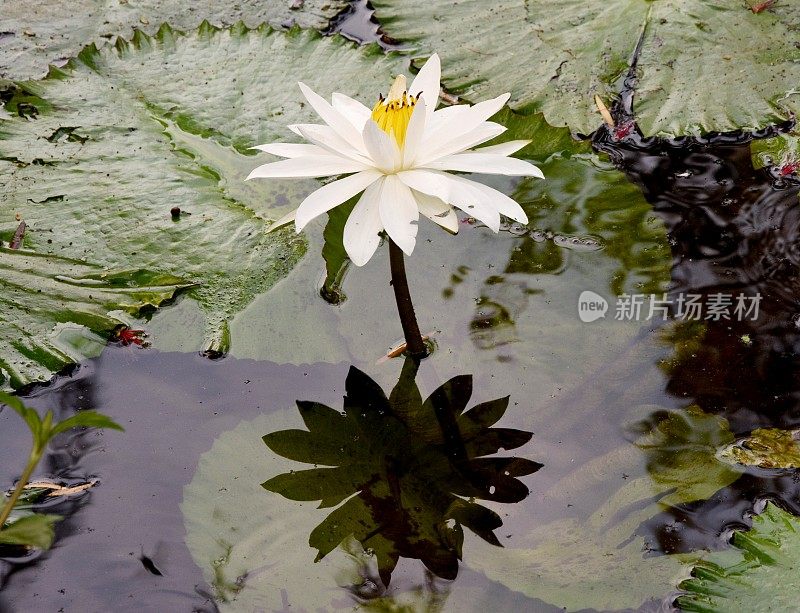 印度古吉拉特邦艾哈迈达巴德，花园里池塘里的一朵美丽的莲花