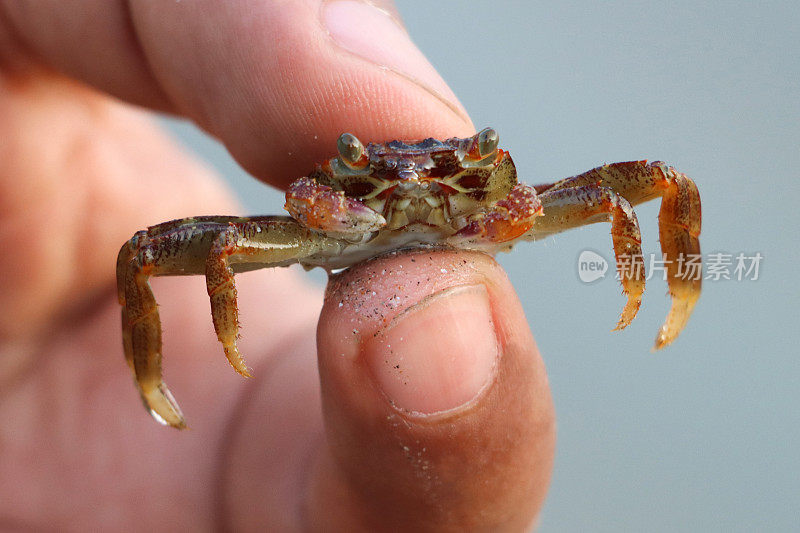 无法辨认的人的特写图像，拇指和手指之间握着小沙蟹，小蟹宝宝甲壳类动物与模糊的海洋背景，重点在前景