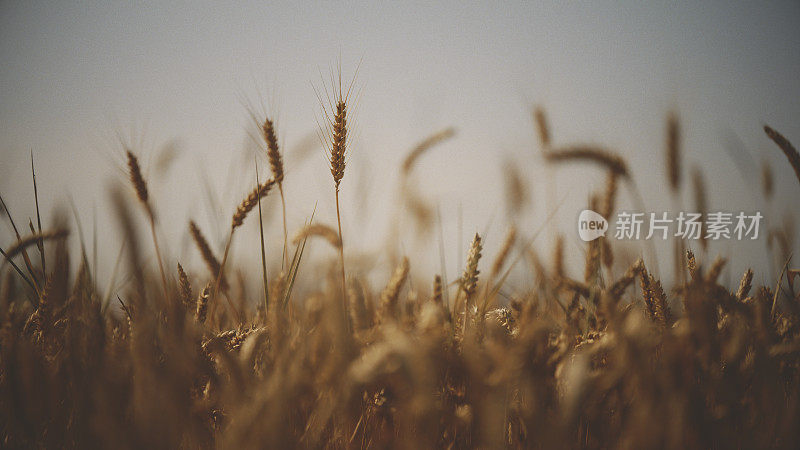 在农村农田里生长的小麦穗