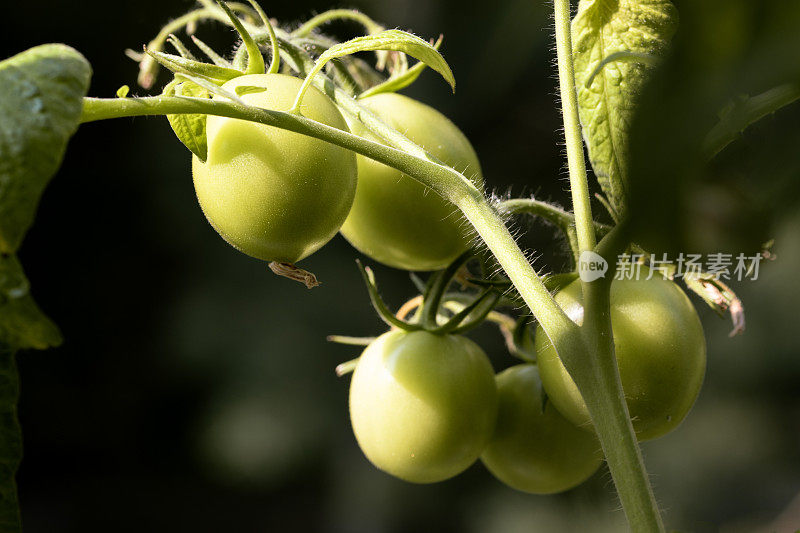 生长在灌木丛中的绿色小番茄。西红柿在阳光下成熟。家庭园艺