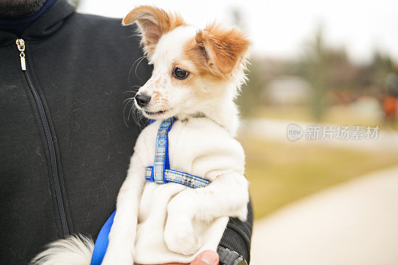 科科尼小狗在它的男性主人怀里