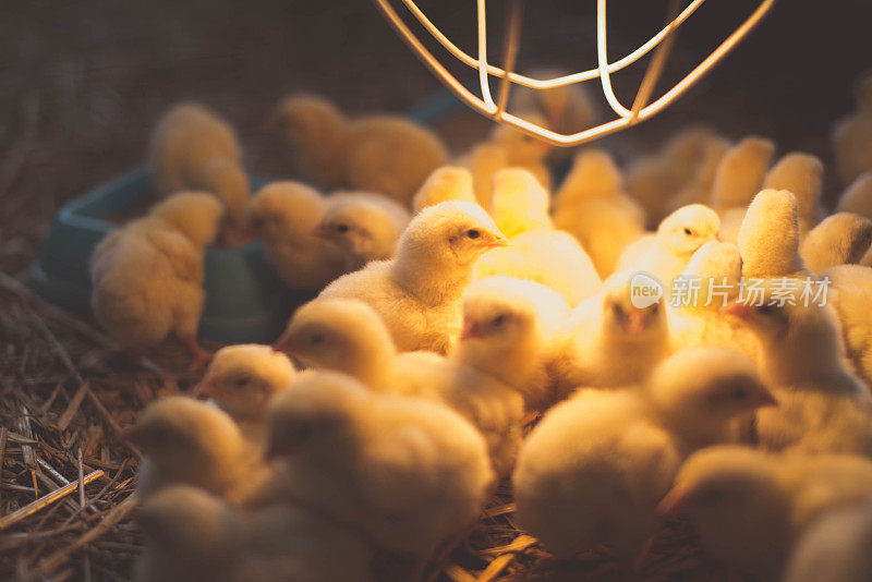 一群群的小鸡在晒太阳，热着灯