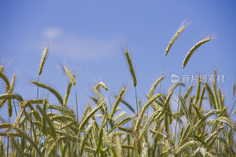 夏天黑麦