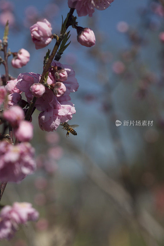 樱桃树上的蜜蜂