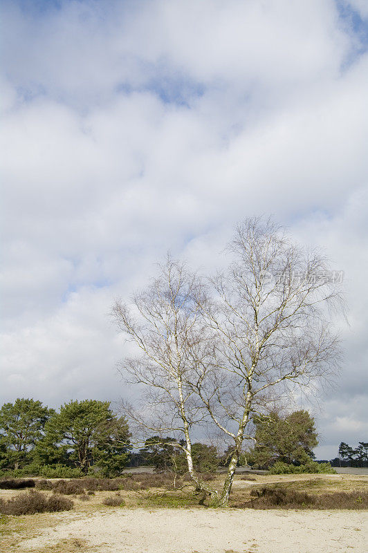 荷兰风景:桦树沙丘(Soesterduinen)