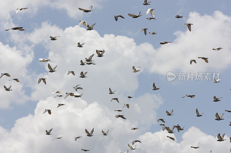 鸽子在天空