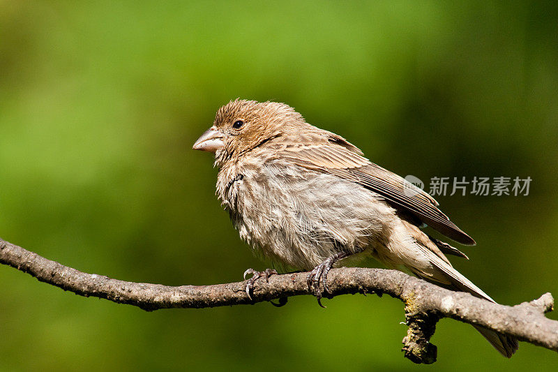 女性的房子雀