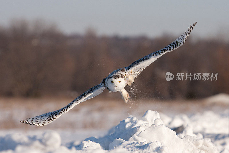 雪鸮