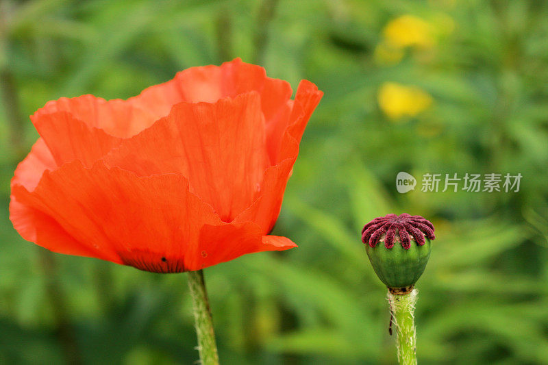 罂粟花和种子头