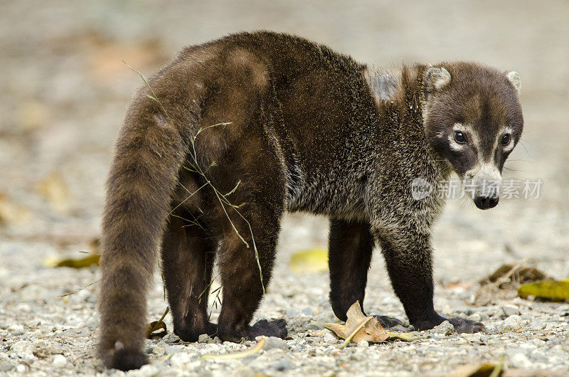 来自巴拿马的Coati或Coatimundi