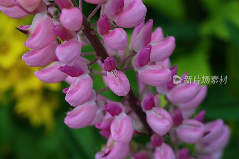 开花的粉色羽扇豆(Lupinus)