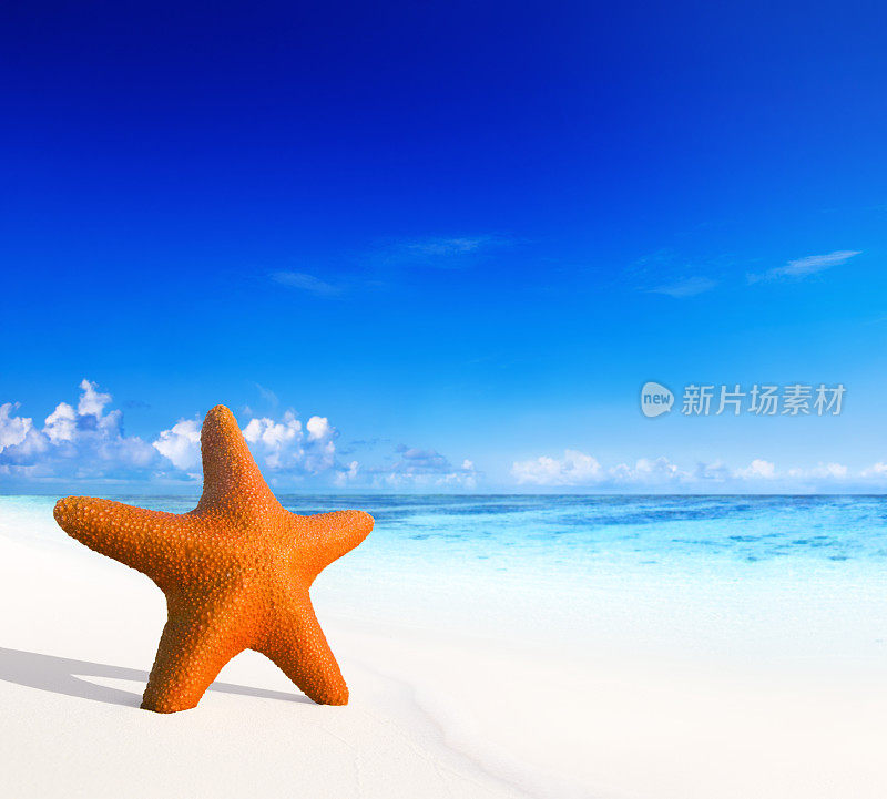 海滩场景照片叠加3D海星