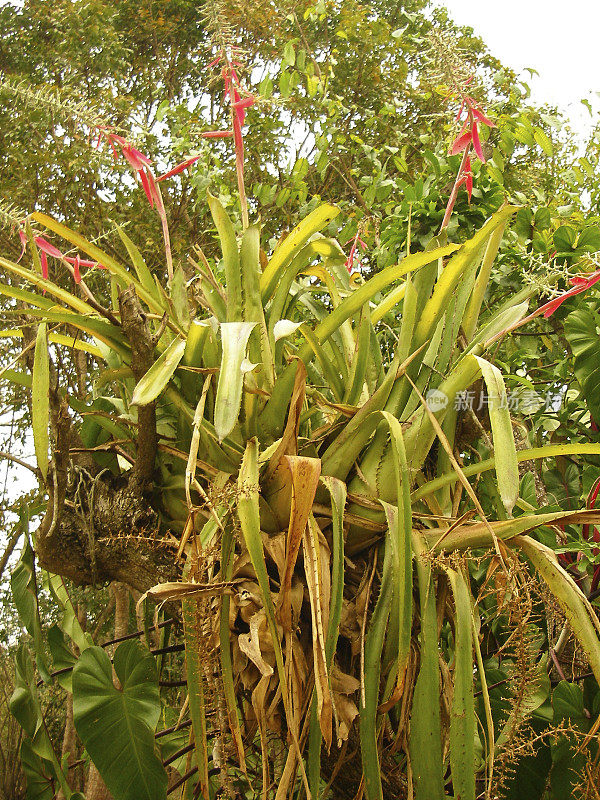 兰花和热带附生植物在热带雨林树科潘洪都拉斯