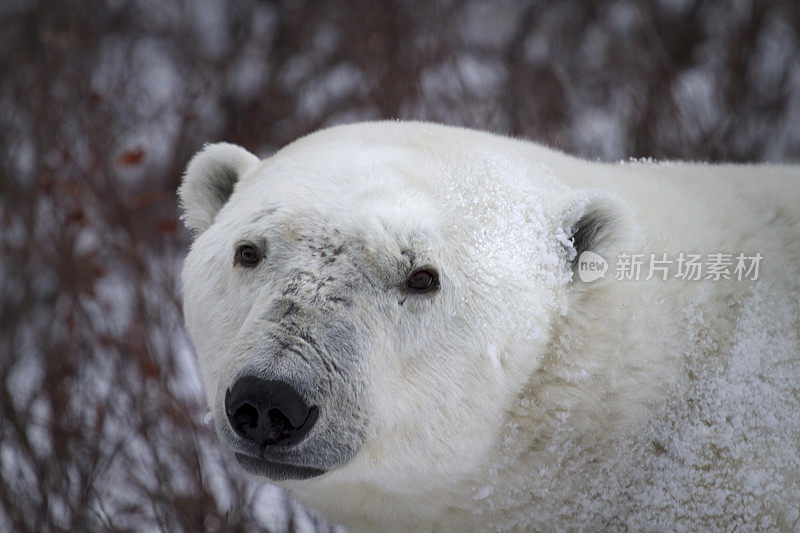 野生的成熟北极熊