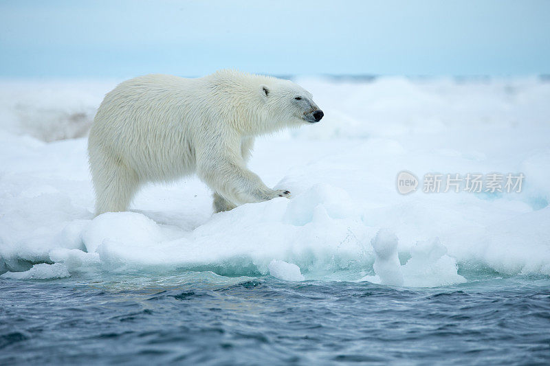 北极熊在被水包围的浮冰上行走