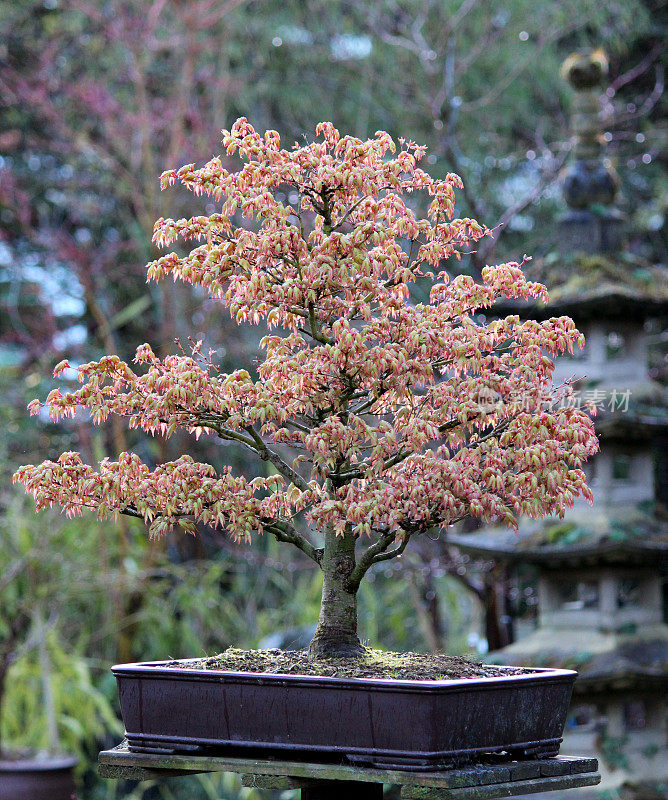日本枫树盆景特写图片(鹿岛槭)