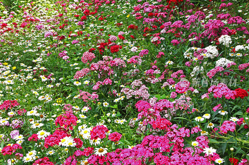 花园花粉红雏菊和金菊