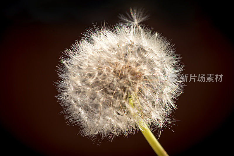 蒲公英特写孤立与棕色背景