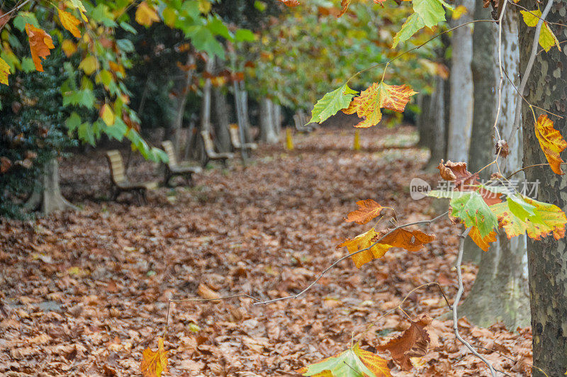 秋天的树叶在公园的长椅周围