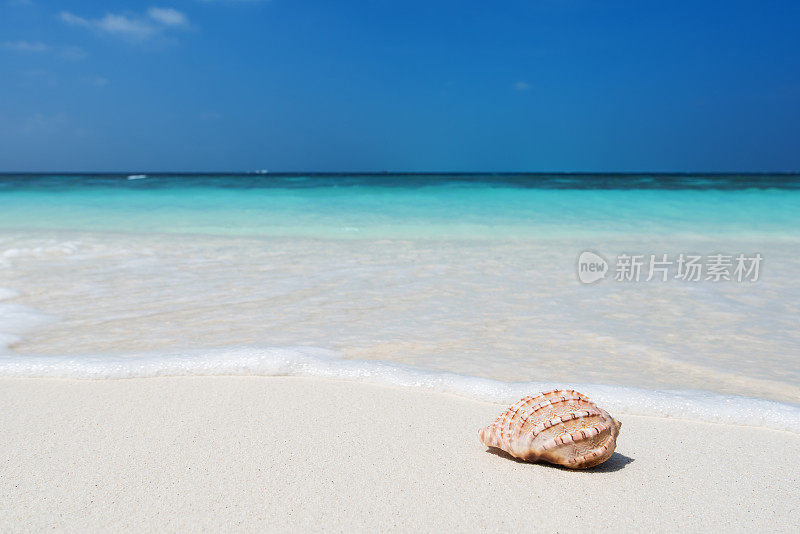 海螺壳在海浪旁