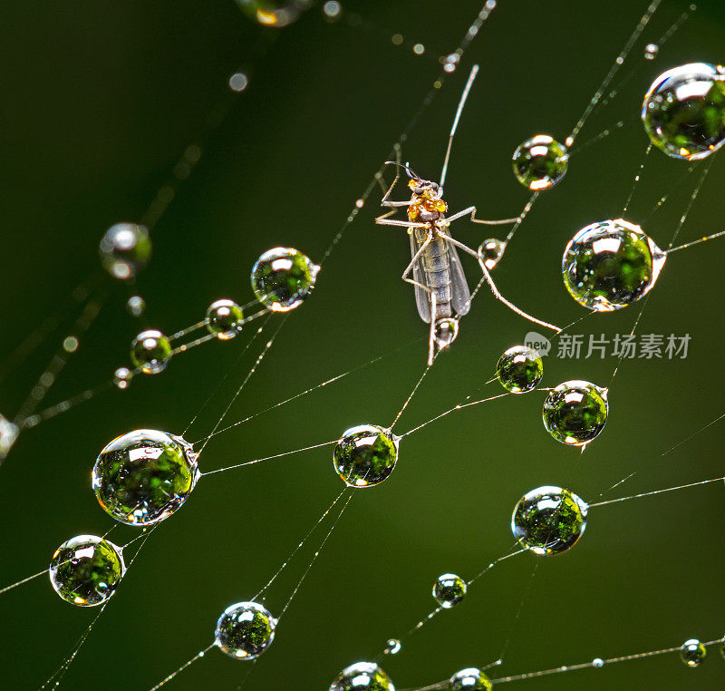 蜘蛛网露水昆虫